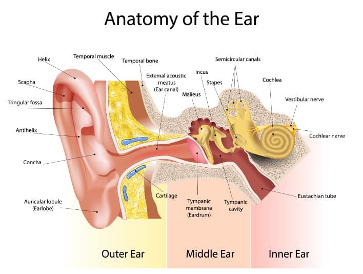 IntegratedENT - HEARING LOSS