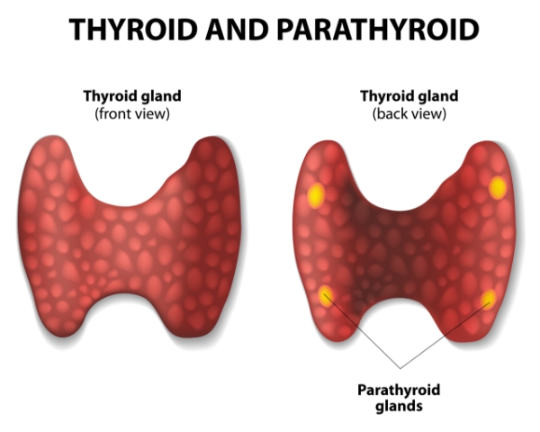 IntegratedENT - Parathyroid Gland